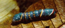 catapillar